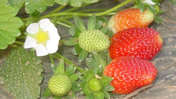 Strawberry health